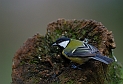 Great tit - H